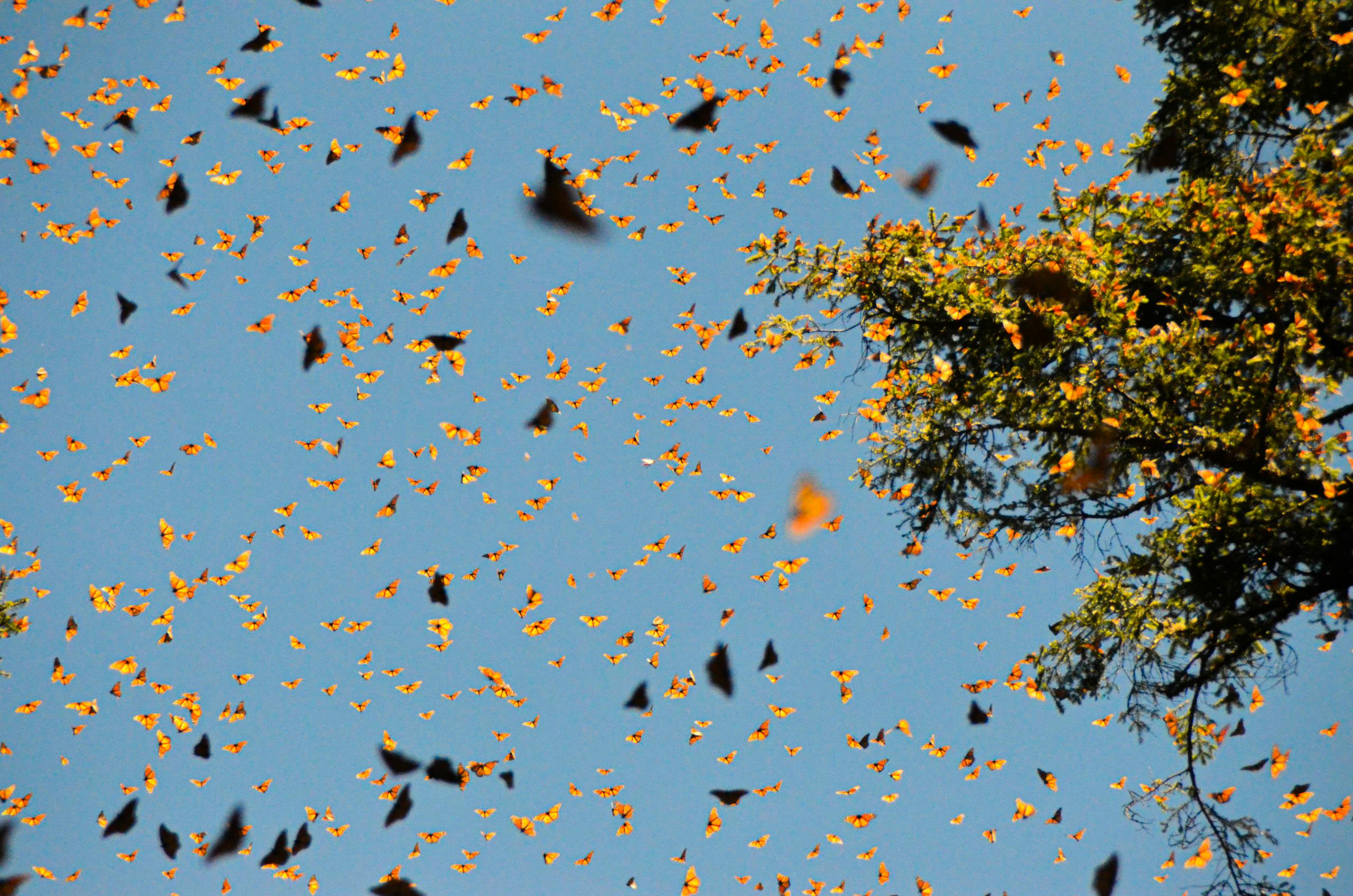 Thousands of Monarch butterflies fill the sky at El Rosario Sanctuary in Mexico, a stunning autumn spectacle.